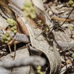 Polyrhachis semiaurata at Stromlo, ACT - 2 Jan 2021