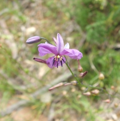 Arthropodium strictum (Chocolate Lily) at Nangus, NSW - 9 Nov 2010 by abread111