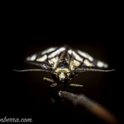 Amata (genus) (Handmaiden Moth) at Stromlo, ACT - 2 Jan 2021 by JonSteinbeck