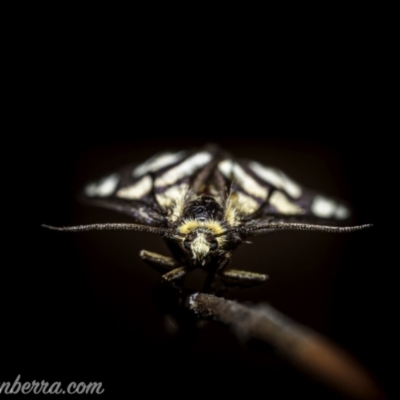 Amata (genus) (Handmaiden Moth) at Stromlo, ACT - 1 Jan 2021 by BIrdsinCanberra