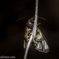 Amata (genus) at Stromlo, ACT - 2 Jan 2021