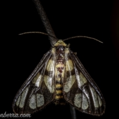 Amata (genus) at Stromlo, ACT - 2 Jan 2021