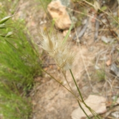 Rytidosperma (genus) (Wallaby Grass) at Nangus, NSW - 9 Nov 2010 by abread111