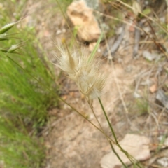 Rytidosperma sp. (Wallaby Grass) at Nangus, NSW - 9 Nov 2010 by abread111