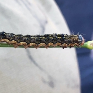 Noctuidae unclassified IMMATURE moth at Booth, ACT - 30 Dec 2020 12:59 PM