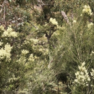 Bursaria spinosa at Booth, ACT - 30 Dec 2020