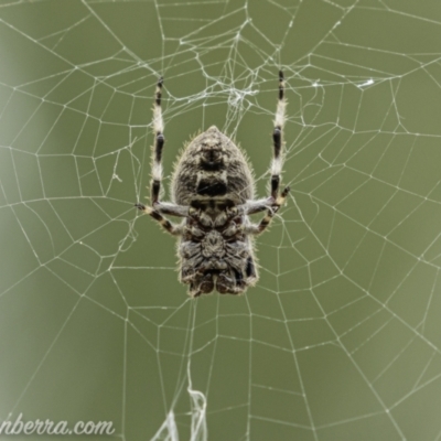 Socca pustulosa (Knobbled Orbweaver) at Denman Prospect, ACT - 2 Jan 2021 by JonSteinbeck