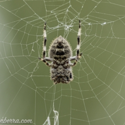 Socca pustulosa (Knobbled Orbweaver) at Piney Ridge - 1 Jan 2021 by BIrdsinCanberra