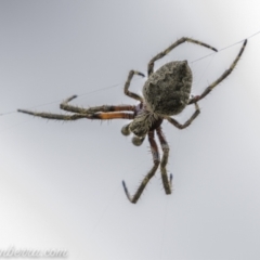 Socca pustulosa at Denman Prospect, ACT - 2 Jan 2021