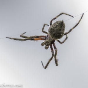 Socca pustulosa at Denman Prospect, ACT - 2 Jan 2021