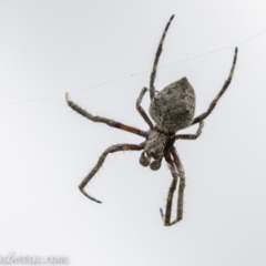 Socca pustulosa at Denman Prospect, ACT - 2 Jan 2021