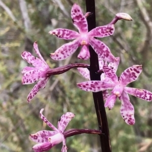 Dipodium punctatum at Booth, ACT - 30 Dec 2020