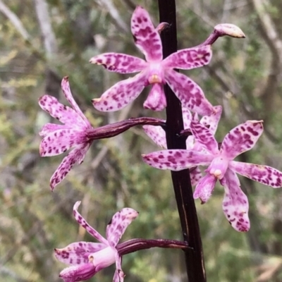 Dipodium punctatum (Blotched Hyacinth Orchid) at Booth, ACT - 29 Dec 2020 by KMcCue