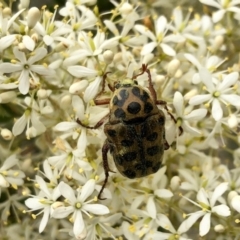 Neorrhina punctatum (Spotted flower chafer) at Booth, ACT - 30 Dec 2020 by KMcCue