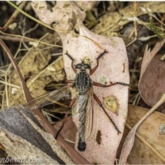 Zosteria sp. (genus) (Common brown robber fly) at Denman Prospect, ACT - 2 Jan 2021 by JonSteinbeck