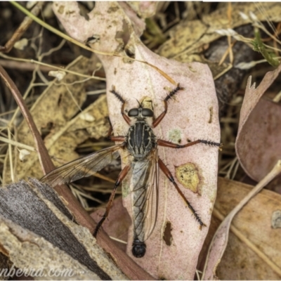 Zosteria sp. (genus) (Common brown robber fly) at Piney Ridge - 1 Jan 2021 by BIrdsinCanberra