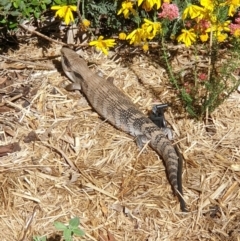 Tiliqua scincoides scincoides (Eastern Blue-tongue) at Cook, ACT - 22 Sep 2020 by drakes