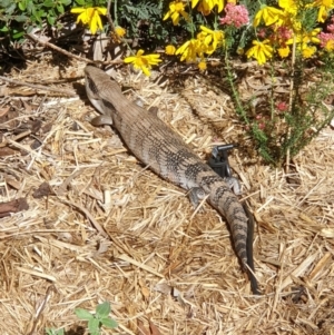 Tiliqua scincoides scincoides at Cook, ACT - 22 Sep 2020