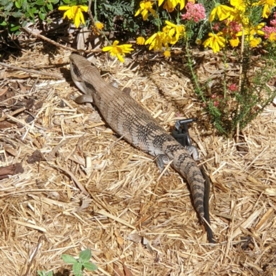 Tiliqua scincoides scincoides (Eastern Blue-tongue) at Cook, ACT - 22 Sep 2020 by drakes