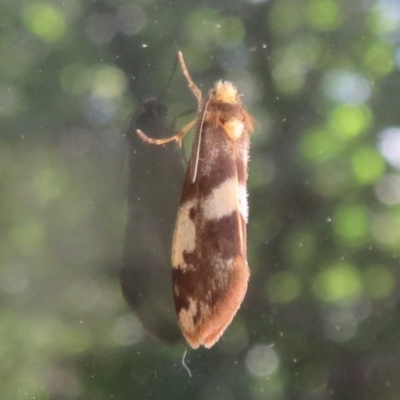 Anestia (genus) (A tiger moth) at Flynn, ACT - 10 Jan 2021 by Christine