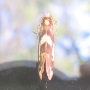 Anestia (genus) at Flynn, ACT - 10 Jan 2021