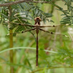 Telephlebia brevicauda (Southern Evening Darner) at Paddys River, ACT - 6 Jan 2021 by DPRees125