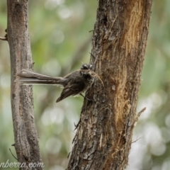 Rhipidura albiscapa (Grey Fantail) at Denman Prospect, ACT - 2 Jan 2021 by JonSteinbeck