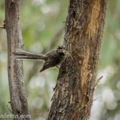 Rhipidura albiscapa (Grey Fantail) at Block 402 - 1 Jan 2021 by BIrdsinCanberra