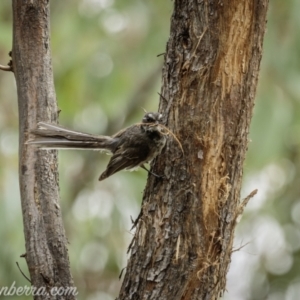 Rhipidura albiscapa at Denman Prospect, ACT - 2 Jan 2021