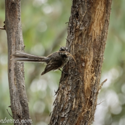 Rhipidura albiscapa (Grey Fantail) at Block 402 - 1 Jan 2021 by BIrdsinCanberra