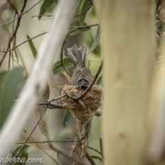 Rhipidura albiscapa at Denman Prospect, ACT - 2 Jan 2021