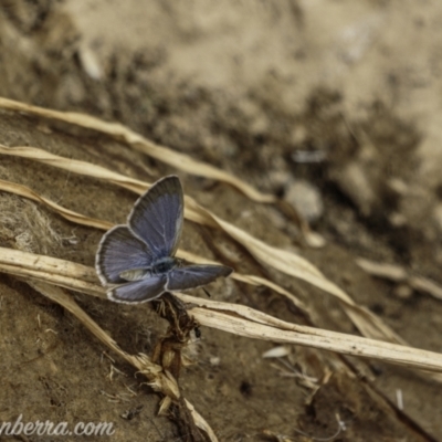 Zizina otis (Common Grass-Blue) at Denman Prospect, ACT - 2 Jan 2021 by JonSteinbeck