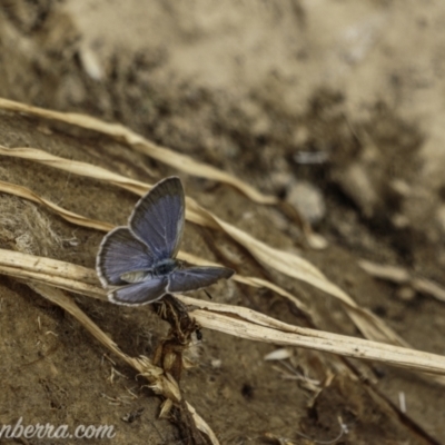 Zizina otis (Common Grass-Blue) at Block 402 - 1 Jan 2021 by BIrdsinCanberra