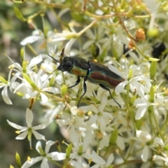 Selagis caloptera (Caloptera jewel beetle) at Red Hill, ACT - 10 Jan 2021 by JackyF