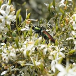 Selagis caloptera at Red Hill, ACT - 10 Jan 2021