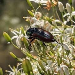 Selagis caloptera at Red Hill, ACT - 10 Jan 2021