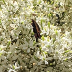 Selagis aurifera (Aurifera jewel beetle) at Red Hill, ACT - 10 Jan 2021 by JackyF