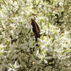 Selagis aurifera at Red Hill, ACT - 10 Jan 2021