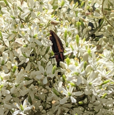 Selagis aurifera (Aurifera jewel beetle) at Red Hill, ACT - 10 Jan 2021 by JackyF