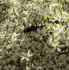 Selagis aurifera at Red Hill, ACT - 10 Jan 2021 01:07 PM