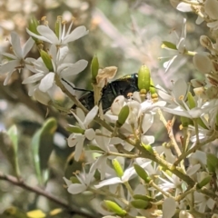 Selagis aurifera at Red Hill, ACT - 10 Jan 2021 01:07 PM