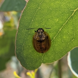 Paropsisterna cloelia at Red Hill, ACT - 10 Jan 2021 02:07 PM