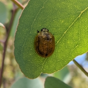 Paropsisterna cloelia at Red Hill, ACT - 10 Jan 2021 02:07 PM