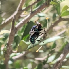 Calliphoridae (family) (Unidentified blowfly) at Red Hill Nature Reserve - 10 Jan 2021 by JackyF