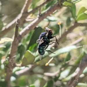 Calliphoridae (family) at Red Hill, ACT - 10 Jan 2021 01:20 PM