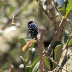 Calliphoridae (family) at Red Hill, ACT - 10 Jan 2021 01:20 PM