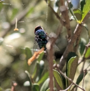 Calliphoridae (family) at Red Hill, ACT - 10 Jan 2021