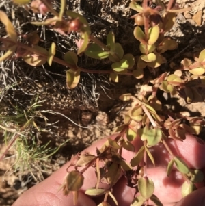 Hypericum japonicum at Mount Clear, ACT - 10 Jan 2021