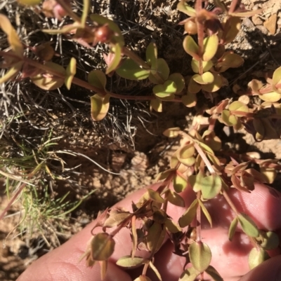 Hypericum japonicum (Creeping St John's Wort) at Namadgi National Park - 9 Jan 2021 by Tapirlord