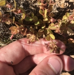 Hypericum japonicum at Mount Clear, ACT - 10 Jan 2021